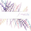 lavender background