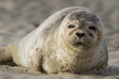 Photo: Meeressäuger: Junger Seehund am Strand Meeressäuger: Junger Seehund am Strand