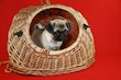 Mops, Welpe, Hundebaby