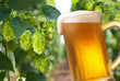 beer