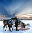 Reindeers in harness
