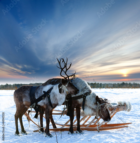 Photo: Reindeers in harness Reindeers in harness