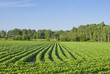 Cotton Field