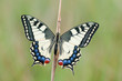 Papilio machaon