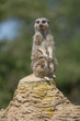 Portrait of meerkat sit on rock stand with green nature backgrou
