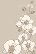 Vector: the white decorative orchids on grey background the white decorative orchids on grey background