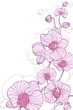 Vector: the pink decorative orchids on white background the pink decorative orchids on white background