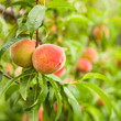 Peaches on a tree
