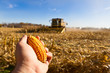 Looking for Corn
