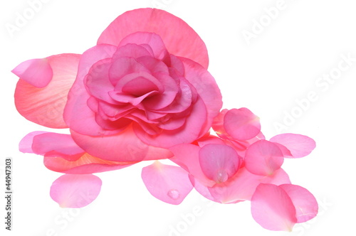 Photo: Pink flower begonia isolated on white background Pink flower begonia isolated on white background