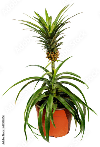 Photo: potted pineapple tree with fruit isolated on white potted pineapple tree with fruit isolated on white