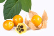 Fresh physalis with blossom