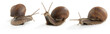 Garden snails