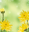 yellow chrysanthemums on a blur background