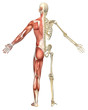 Illustration: Male Muscular Skeleton Split Rear View Male Muscular Skeleton Split Rear View
