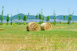 Photo: Field with rolls of hay on summer day Field with rolls of hay on summer day