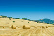 Photo: Field with rolls of hay on summer day Field with rolls of hay on summer day