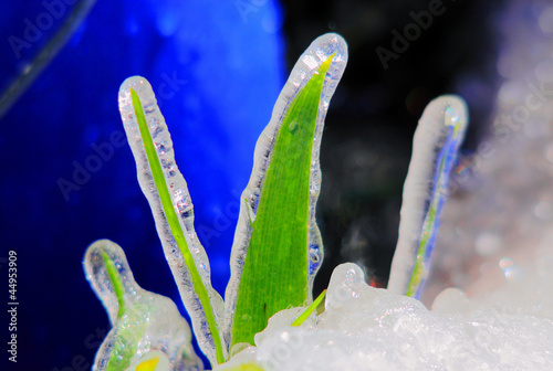Photo: frozen leaves frozen leaves