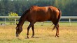 horse on meadow, nature series