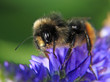 Photo: Bee on blue flowers Bee on blue flowers