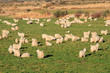 Herd of Angora goats on lush green pasture