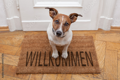 Photo: dog welcome home dog welcome home