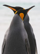 King Penguin couple cross beaks love affection