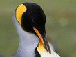 King Penguin grooms itself Falkland Island