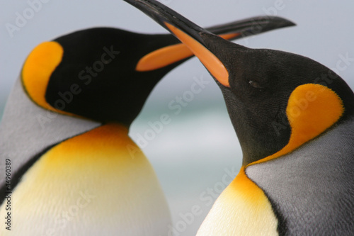Photo: King Penguin Couple crossed beaks love affection King Penguin Couple crossed beaks love affection