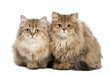 British Longhair cat, 4 months old