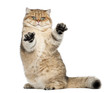 Golden shaded British shorthair, 7 months old