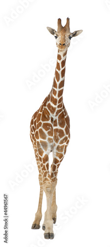 Photo: Somali Giraffe, commonly known as Reticulated Giraffe Somali Giraffe, commonly known as Reticulated Giraffe