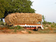 Indian Rice Transport