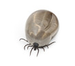 Engorged of blood Castor bean tick, Ixodes ricinus