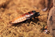 Cockroach
