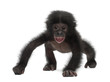 Baby bonobo, Pan paniscus, 4 months old