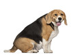 Fat Beagle, 3 years old, sitting against white background