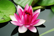 fleur de nénuphar