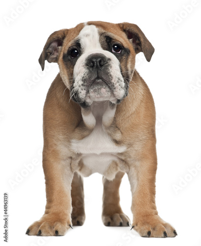 Photo: English Bulldog puppy, 2 and a half months old English Bulldog puppy, 2 and a half months old
