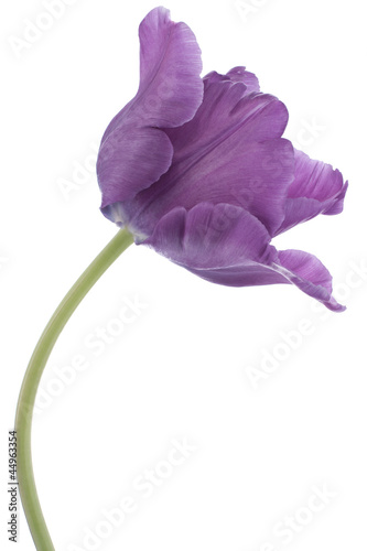 Photo: tulip tulip