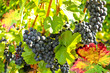 Weinstock mit roten Trauben