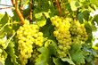 Weinstock mit weißen Trauben
