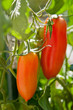 Foto: längliche Tomaten längliche Tomaten