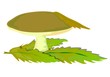 Pore Mushroom