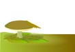 Pore Mushroom