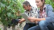 Winemakers in vine rows checking grapes quality