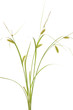 grass