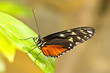 Longwing Butterfly