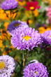 dalie colorate