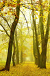 Foto: Park in autumn Park in autumn